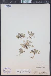 Viola adunca image