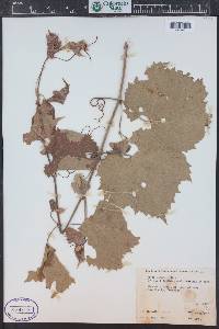 Vitis acerifolia image