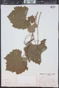 Vitis acerifolia image