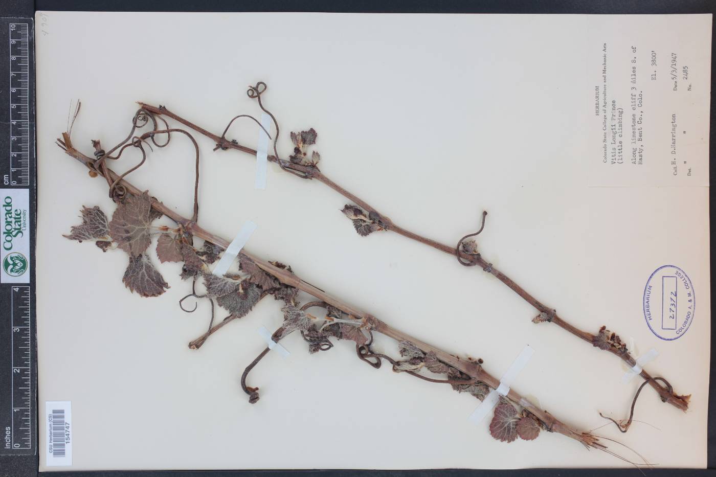 Vitis acerifolia image