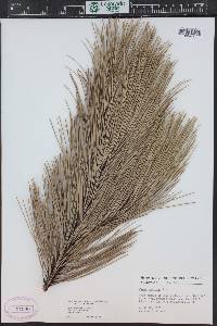 Pinus resinosa image