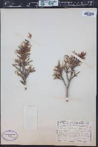 Tsuga mertensiana image