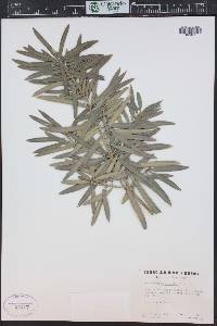 Podocarpus macrophyllus image