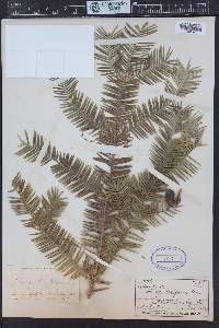 Torreya californica image
