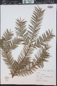 Torreya californica image