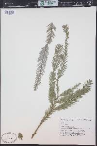 Sequoia sempervirens image