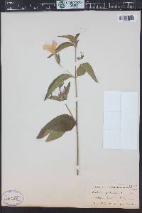 Ruellia pedunculata image