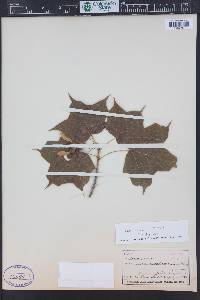 Acer nigrum image