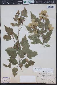 Acer ginnala image