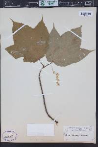 Acer pennsylvanicum image