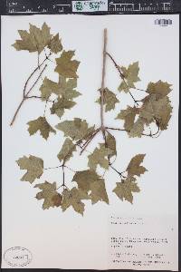 Acer grandidentatum image