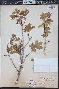 Acer grandidentatum image