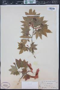 Acer circinatum image