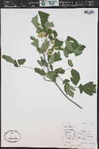 Acer glabrum image