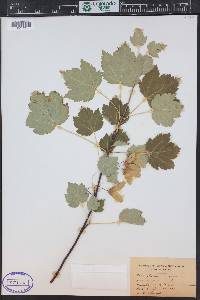 Acer glabrum image