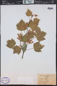 Acer glabrum image