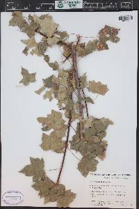 Media resource of Acer turkestanicum