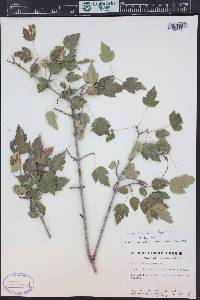 Acer semenovii image