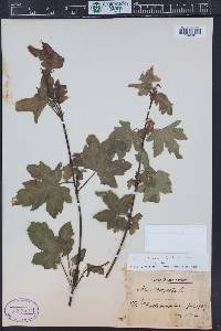 Acer rufinerve image
