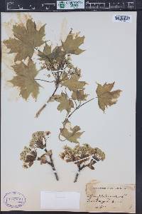 Acer platanoides image