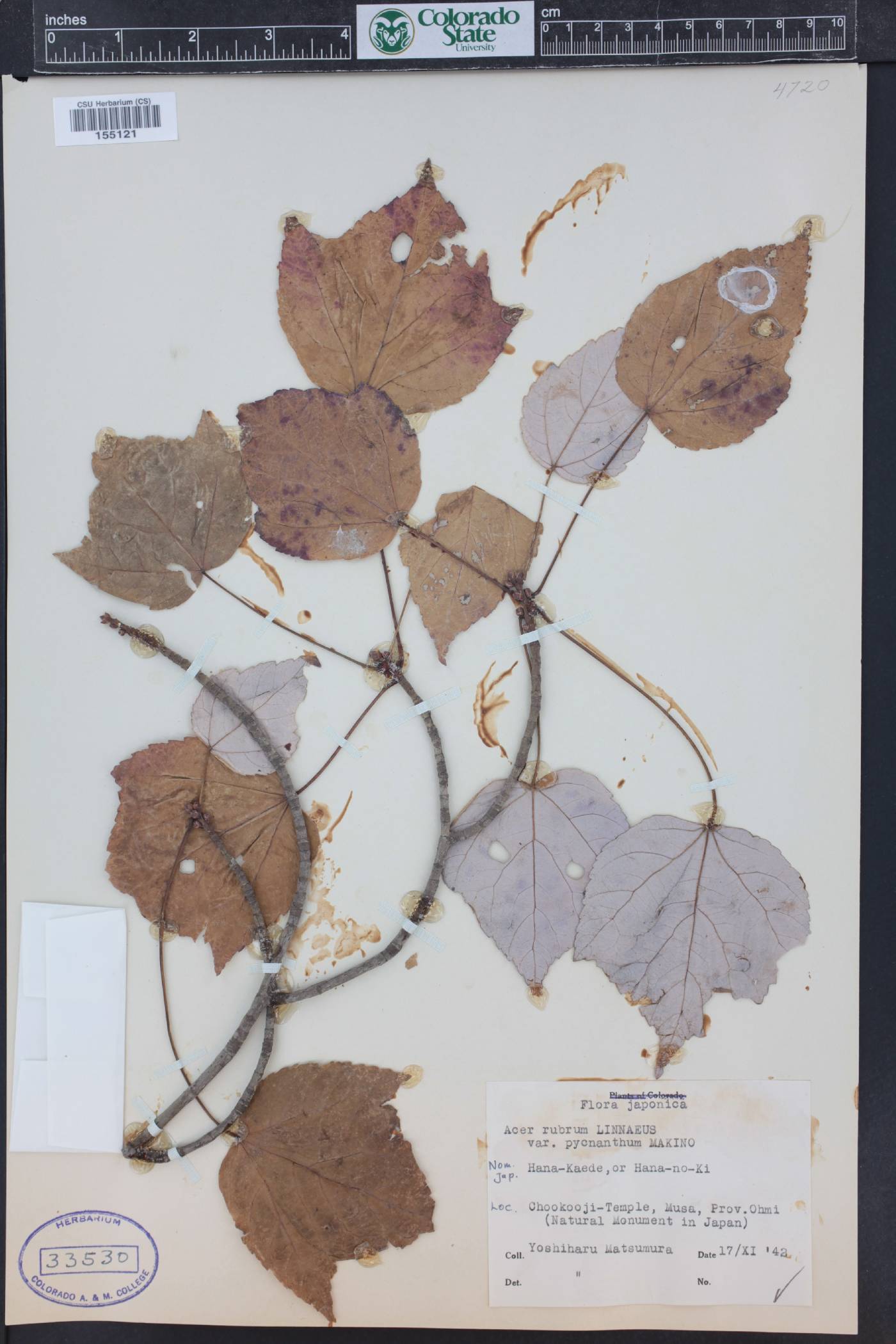 Acer pycnanthum image