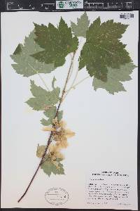 Acer glabrum image