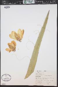 Yucca baccata image