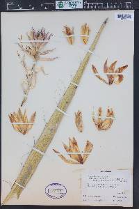 Yucca treculeana image