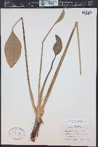 Sagittaria rigida image