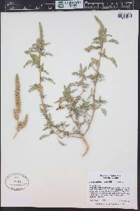 Amaranthus powellii image