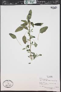 Amaranthus retroflexus image