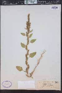 Amaranthus hybridus image