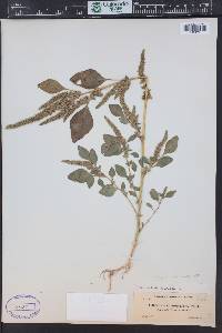 Amaranthus hybridus image