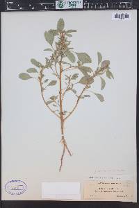 Amaranthus blitoides image