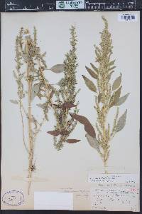 Amaranthus tuberculatus image