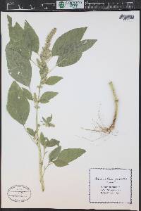 Amaranthus powellii image