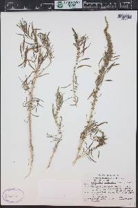 Amaranthus fimbriatus image