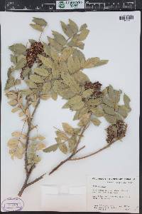 Rhus coriaria image