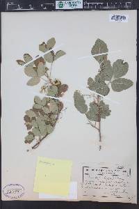 Toxicodendron rydbergii image