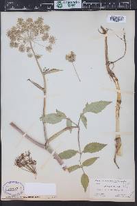 Angelica genuflexa image