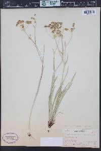 Bupleurum americanum image