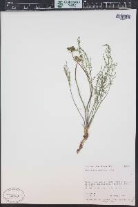 Pteryxia petraea image