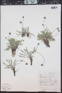 Cymopterus evertii image