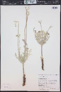 Cymopterus longipes image