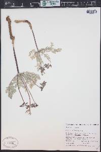 Cymopterus longipes image
