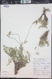 Pteryxia terebinthina var. terebinthina image