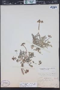 Cymopterus lapidosus image