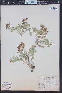 Cymopterus duchesnensis image