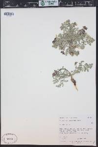 Cymopterus ibapensis image
