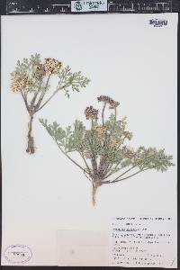 Cymopterus globosus image